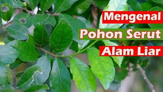 Mengenal Pohon Serut di alam Liar. #pohonserut #serut #bahanbonsaiserut #bonsaiserut