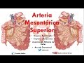 Anatomía - Arteria Mesentérica Superior (Orige, Trayecto, Arterias Cólicas, Arco de Drummond)