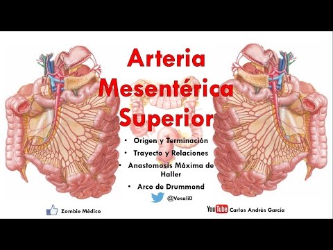 Vídeo: Anatomía, Función Y Diagrama De La Arteria Mesentérica Superior - Mapas Corporales