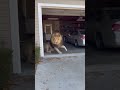 Episodes 02 🐯🐶🐱 Brave Cat Jumps on Tiger to Protect the House | CCTV Animal World