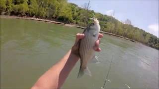 Catching White Bass @ Horseshoe Bend. Park Hill, Oklahoma