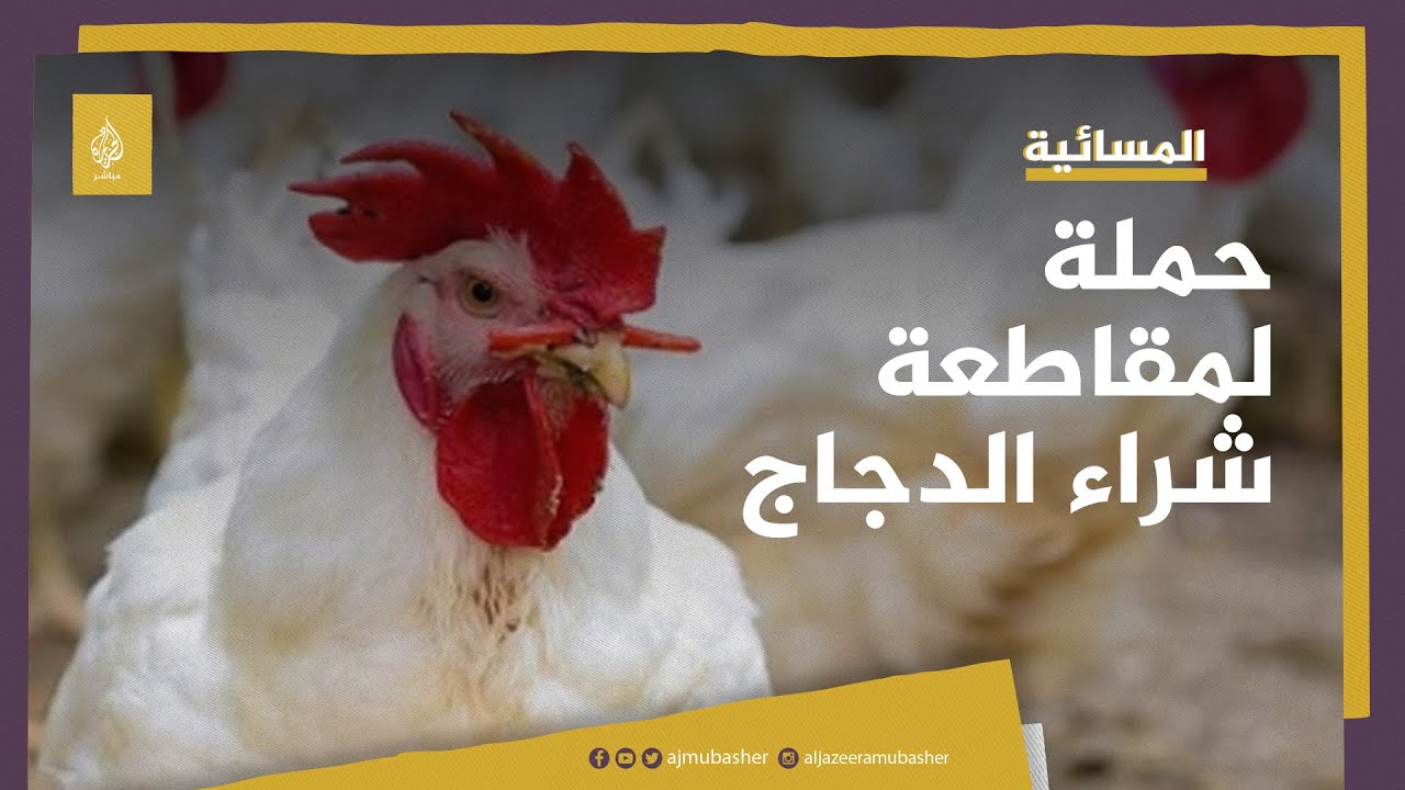 حملة لمقاطعة شراء الدجاج في مصر.. هل تنجح بخفض الأسعار؟