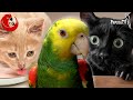 Recytująca i śpiewająca amazonka Misio - najbardziej lubi koty