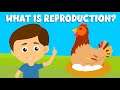 Reproduction-Types of reproduction-Reproduction in plants and animals-Video for Kids