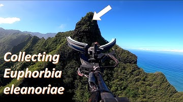 Mamba - Sampling Euphorbia eleanoriae