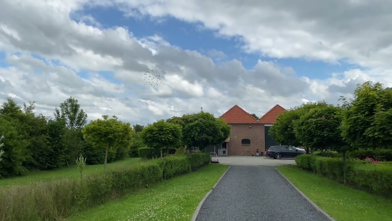 Training jonge postduiven juli 2022