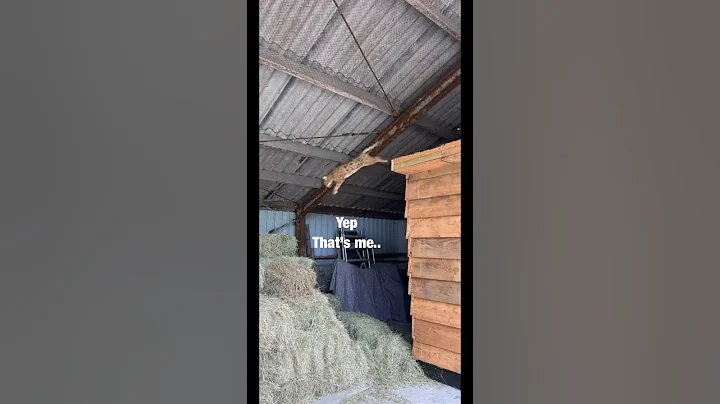 Watch the video about 😎 #cat #kat #bengal #bengalcat #soumy #bengaal #bengaalsekat #dog #hond #danasheltie #jump #sprong