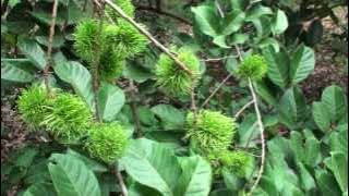 Download lagu Rambutan Tree and Fruit - Suong District, Cambodia Countryside