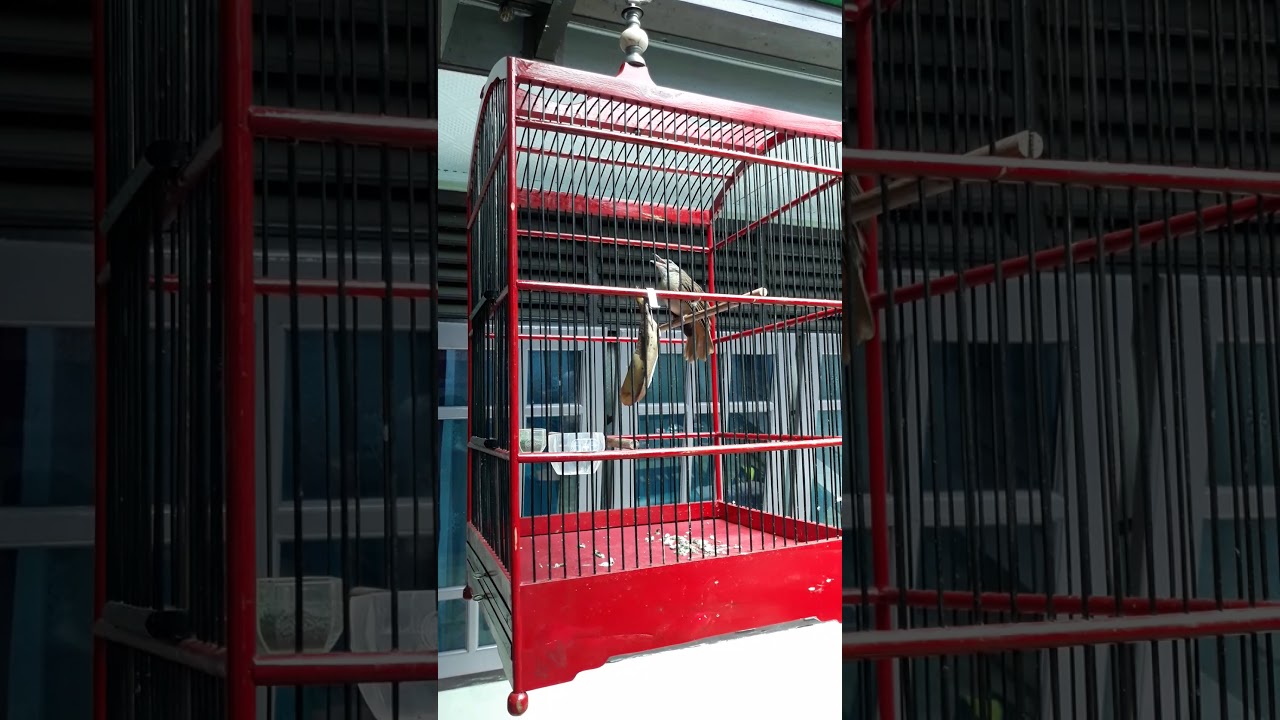 #KapasTembak Isian Gereja Tarung #tembakanHOROR