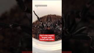 Biggest male funnel-web spider will be milked for venom