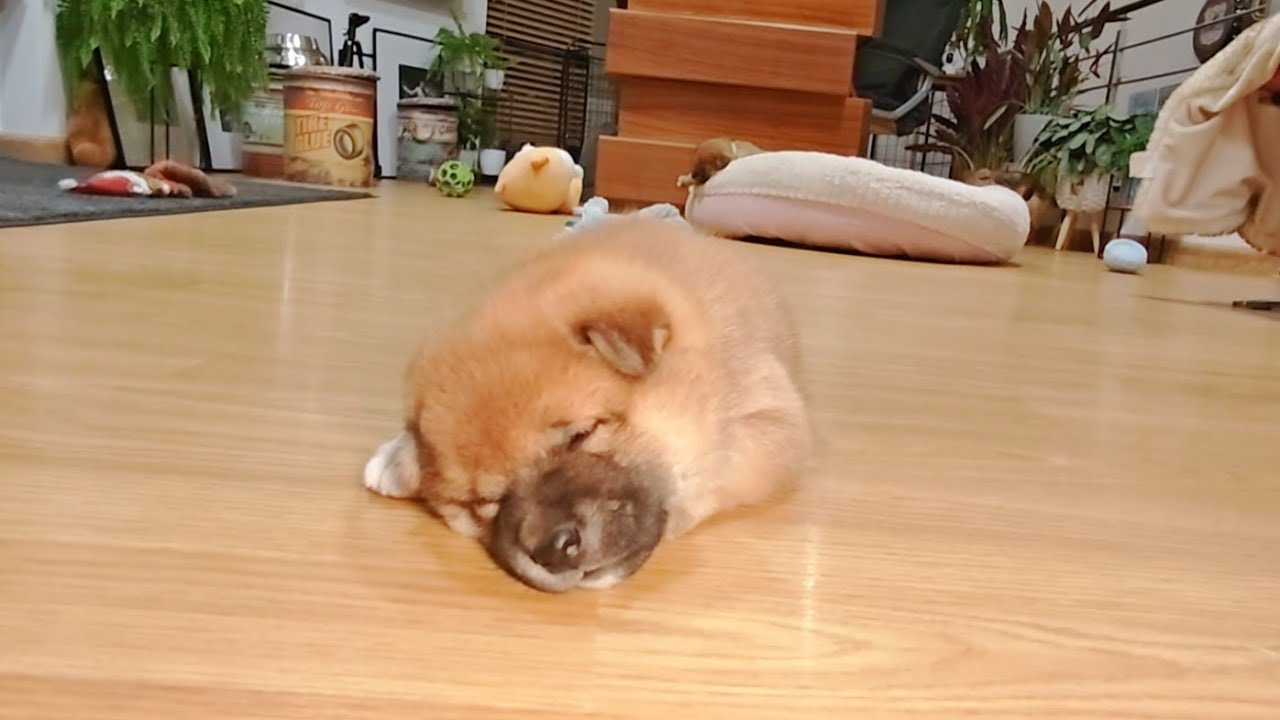 She borks and gets Amgery while sleeping ❤️🥺