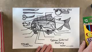 Salmon Anatomy