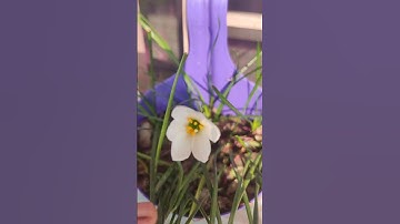 Thumbnail of Water lily flower#ytshorts # song