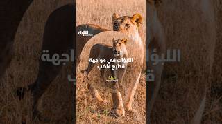 اللبؤات في مواجهة قطيع غاضب