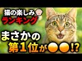 【知らないと後悔】猫の楽しみランキング１０｜第1位はまさかの“アレ”!？