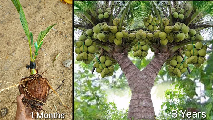 Greatest Discover How Grafting Coconuts Grow Fast