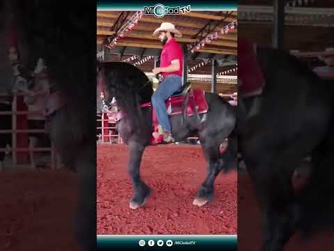 #Shorts Horse Show: "Capricho" el Caballo Bailador