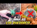 Di ADIOS a los TOPOS Y RATONES EN EL HUERTO : Plantar TARTAGO o Hierba topera || La Huertina De Toni