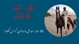 26 year Stallion, of Muqasdar Shah / مقدر شاہ۔. Marwari Sindhi cross