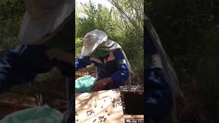 كيفية صيد طرود النحل مع عبد القادر في فصل الربيع