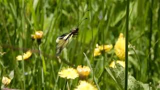 20240616 12 Fäld, Wallis Vlinderhaft