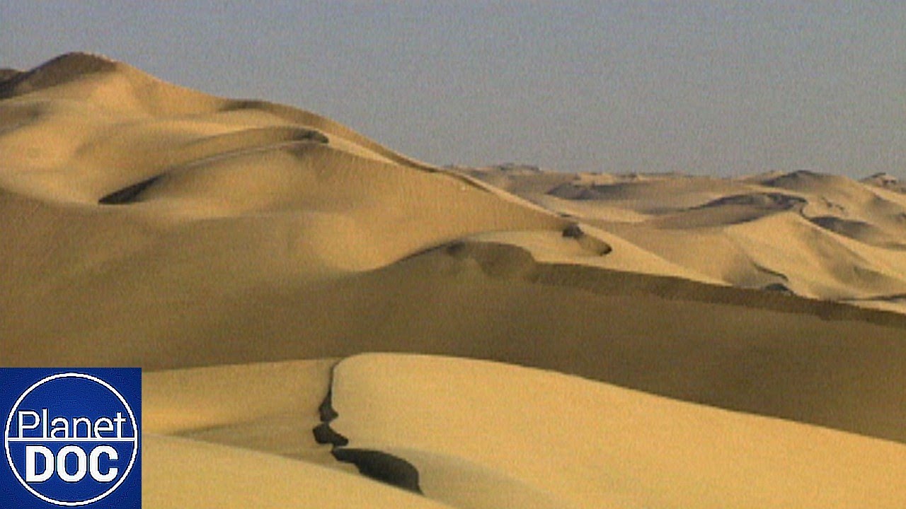 Habitantes del Namib: Supervivencia en el Desierto Más Antiguo del Mundo