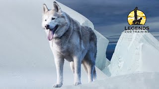 Iceberg Model: Aggressive Dog Rehabilitation by Alyssa Rose 362 views 5 years ago 1 minute, 46 seconds