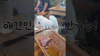 부산 바다가 보이는 그곳다대336 장작구이애견인 ok가족단위 ok #다대336 #다대336장작구이#오리구이맛집 #놀이방식당 #애견동반가능