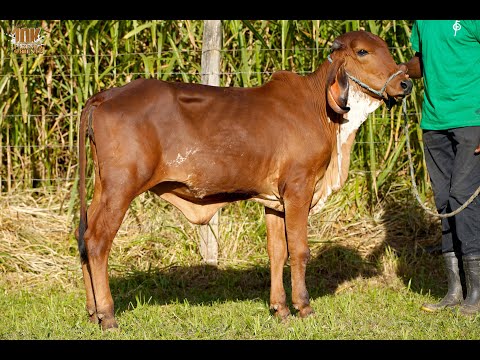 LOTE 35   4º LEILÃO ELITE GENÉTICA 10K   FAZENDA ORIENTE   ORTG 163