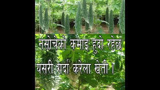 karela kheti // करेला को खेती गर्ने तरिका // यसरि गरे करेला खेती बाट धेरै कमाउन सकिन्छ ।