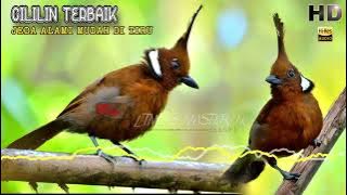 Masteran CILILIN HQ jeda terbaik pasti masuk🔴 #masteranburung #muraibatu #cucakijo #cendet #cililin