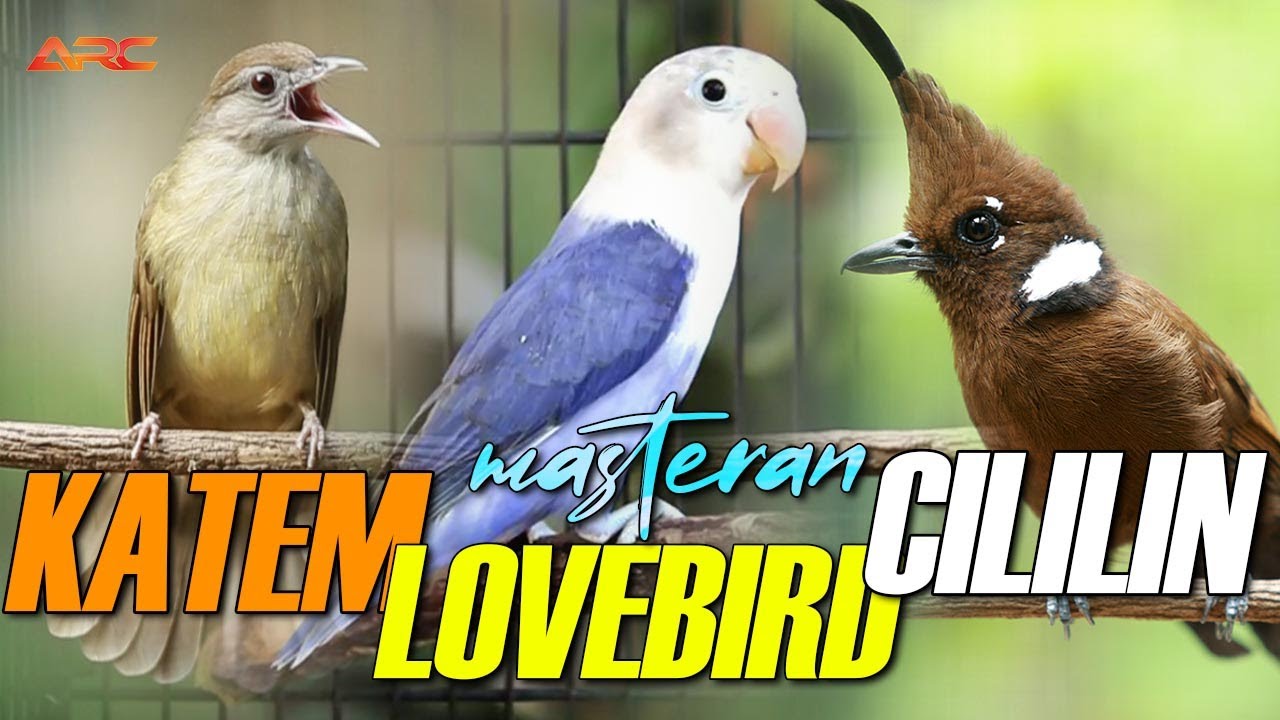 MASTERAN CILILIN - KAPAS TEMBAK - LOVEBIRD | AUDIO JERNIH DAN BERJEDA