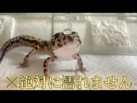 獣医学生ヒデのポンコツ日記