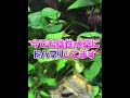 2022年立ち上げた水草レイアウト水槽3選 アクアリウム #shorts