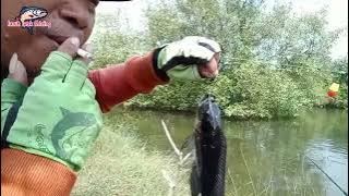 MANCING IKAN | kien kih ndau umahe iwak kumpul