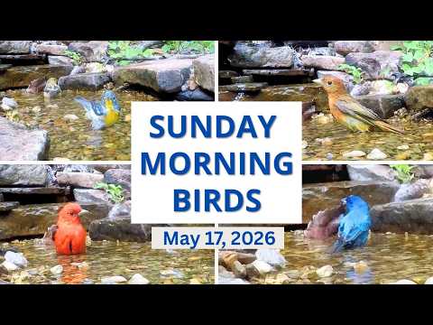 Afternoon at the Bird Pond - Let's See Who Shows Up!