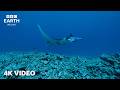 Tropical Ocean Wildlife In 4K | A Relaxing Underwater Escape | BBC Earth Relax