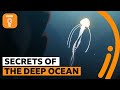 Exploring the Ocean: Mysteries and Challenges