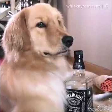 Anjing takut istri