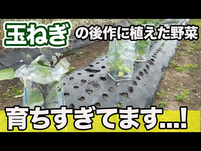 ルーラル電子図書館：農業技術大系:最新農業技術 野菜vol.3