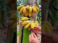 Best Foods for Energy, Weight Gain & Strong Bones 🌿🍌 Nutrition Guide #shorts