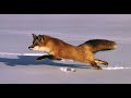 &quot;Red Fox hunting in Winter&quot;