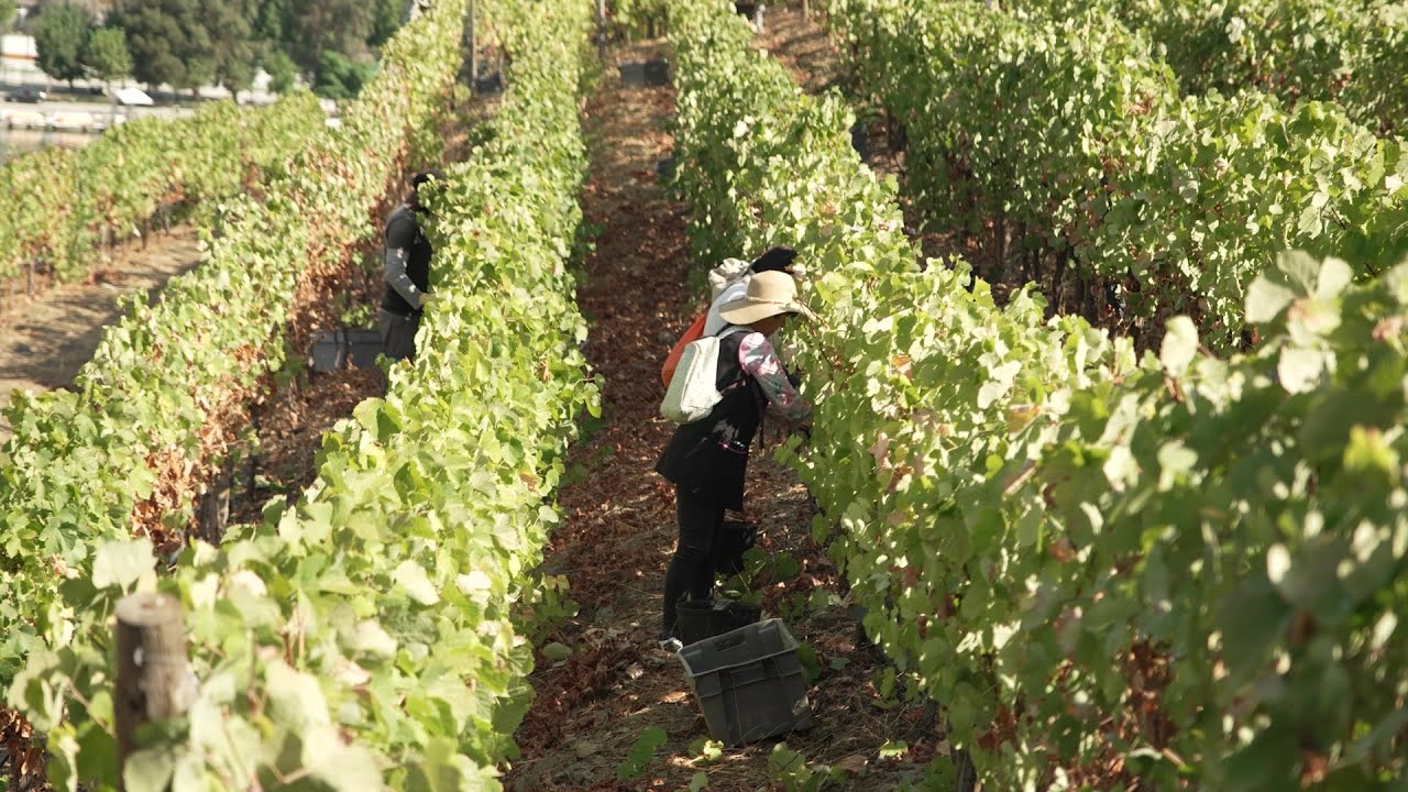 Vindimas 2025 - Melhores Momentos - Real Companhia Velha