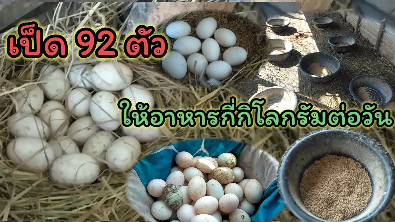 เลี้ยงเป็ดไข่จำนวน 92 ตัวตอบคำถามเพื่อนๆที่ถามมาว่าให้อาหารเม็ดกี่กิโลต่อวัน เก็บไข่เป็ดทุกวัน🦆🦆🦆