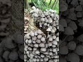 penemuan jamur mungil yang langka #shortvideo #fypシ゚viral