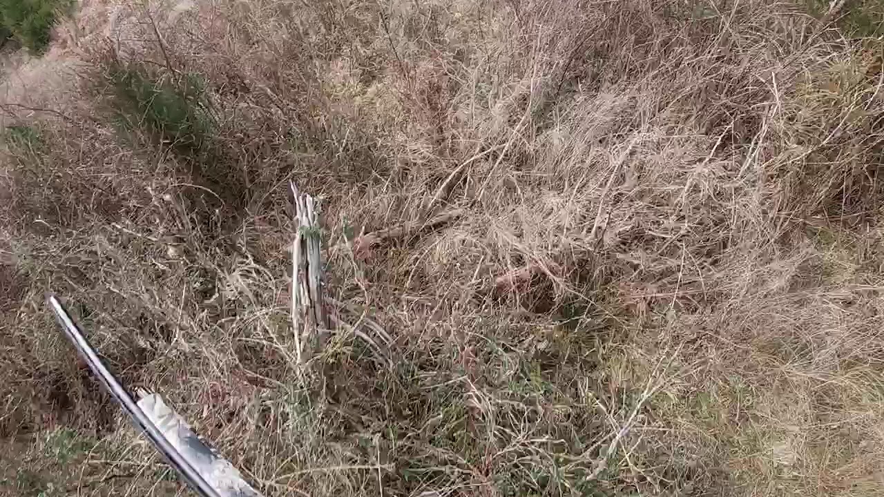 Rabbit Hunting with Dead Rabbit Kennels in South Carolina YouTube