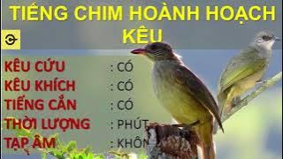 Tiếng hoành hoạch kêu CHUẨN  nhử mồi đánh chim sập bẫy, Hoành hoạch mồi chuẩn