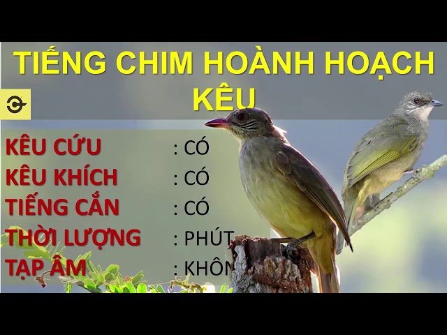 Tiếng hoành hoạch kêu CHUẨN  nhử mồi đánh chim sập bẫy, Hoành hoạch mồi chuẩn class=