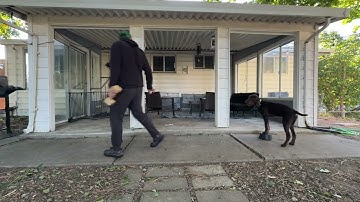 Fetch clicker training Pudelpointer 7 months NAVHDA