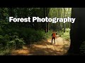 Forest Photography: Tips on finding Compositions and Settings